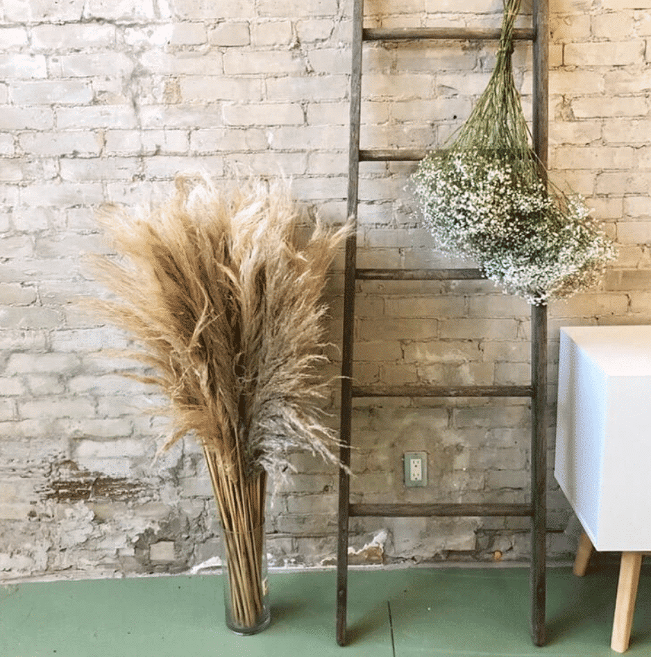 Where To Buy Dried Pampas Grass In Toronto? • VintageBash